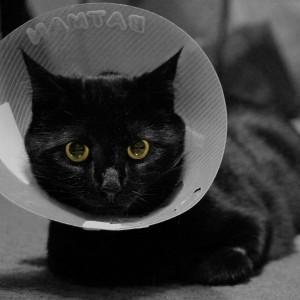Cat Recovery