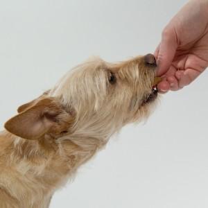 Snack hond