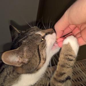 Snack kat