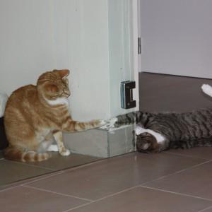 Speeltjes kat