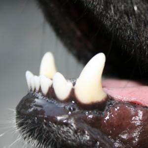 Tanden hond