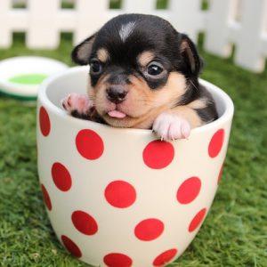puppy-kleine-rassen