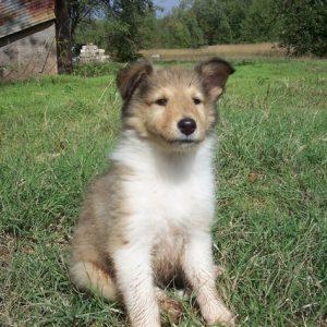 puppy-middelgroot ras