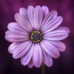 PURPLE FLOWER