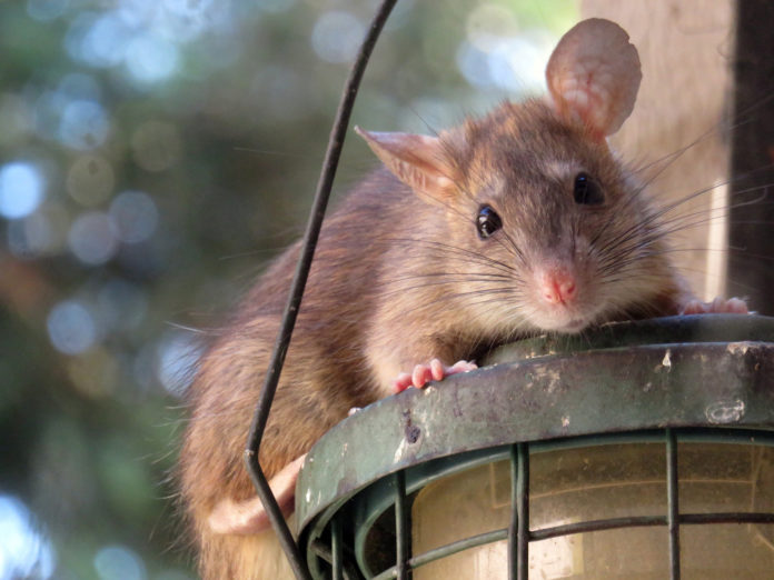Efter den milde vinter stortrives rotter, og kloakvirksomheden Norva24 advarer mod at lade stå til trods coronavirus. Foto: PR.