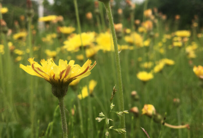 Danske kommuner er nu klar med vilde biodiversitetsprojekter. Foto: © Dansk Byudvikling.