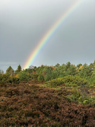 Lyng i Stoubæk Krat. Foto: Thomas Færgeman.