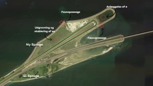 Ny ø på Sprogø skal skabe ynglesteder for fugle. Illustration: Sund & Bælt.