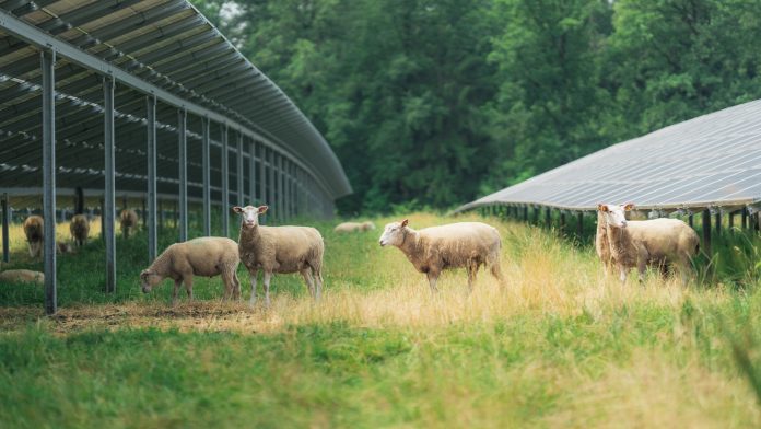 Græssende får bliver muligvis en del Østerskov Solenergipark. Det er en god og miljøvenlig måde at holde græsset mellem solcellerne nede. Foto: Obton.