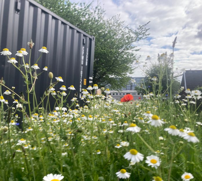 Biodiversitet. Foto: Dansk Byudvikling.