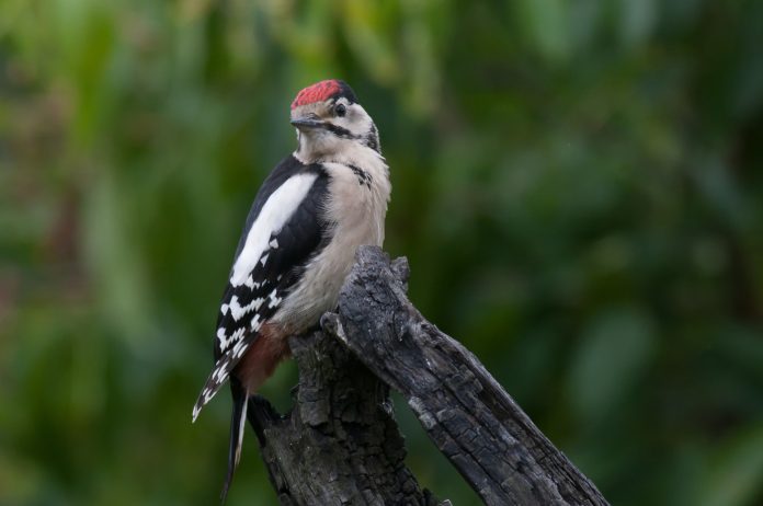 Stor flagspætte er en af de arter, der holder til i naturreservatet Tingbæk Hestehave og Enge. Foto: Albert Steen-Hansen.