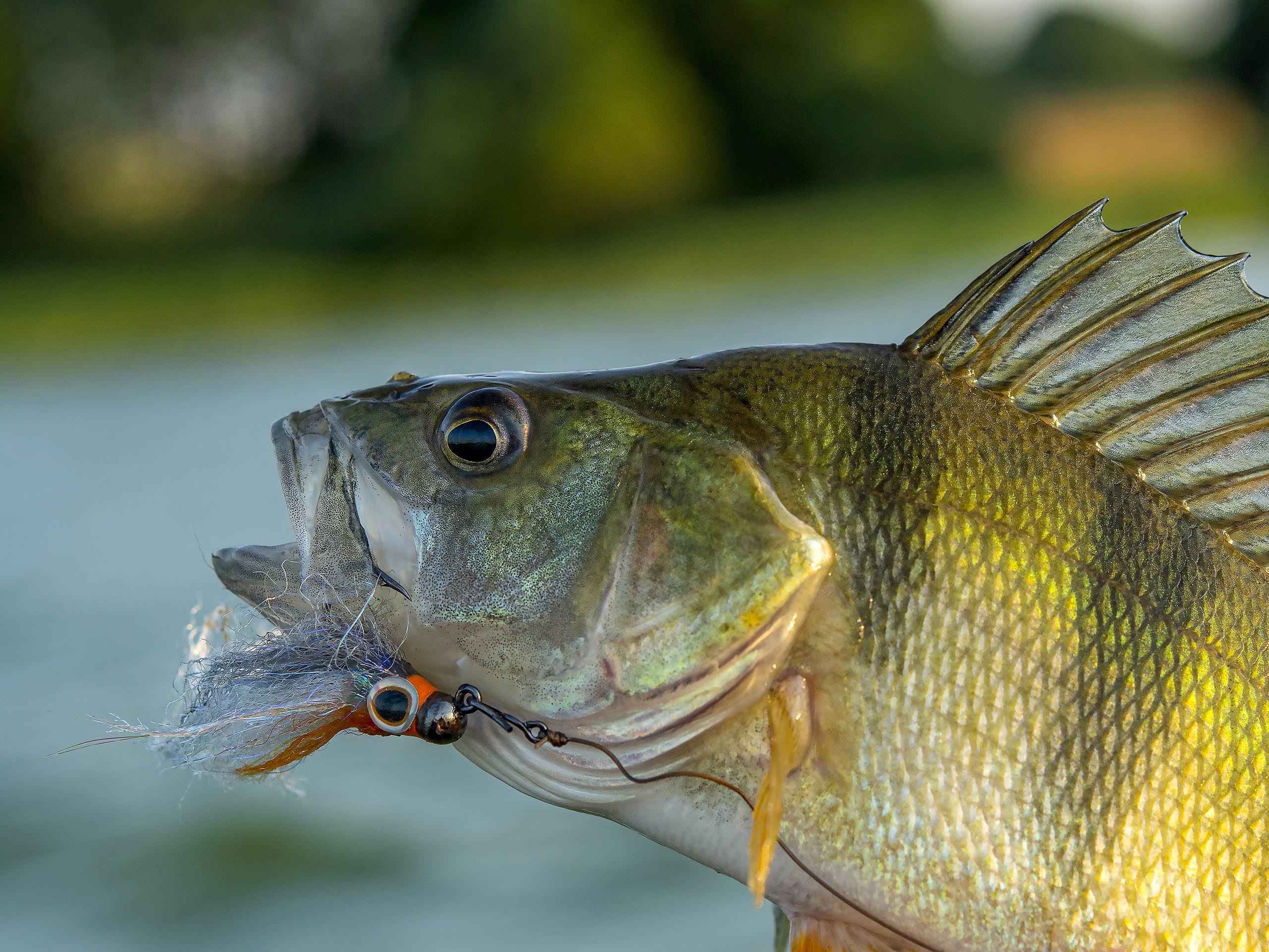 Glenstrup-Martins-Minnow-04_2560px
