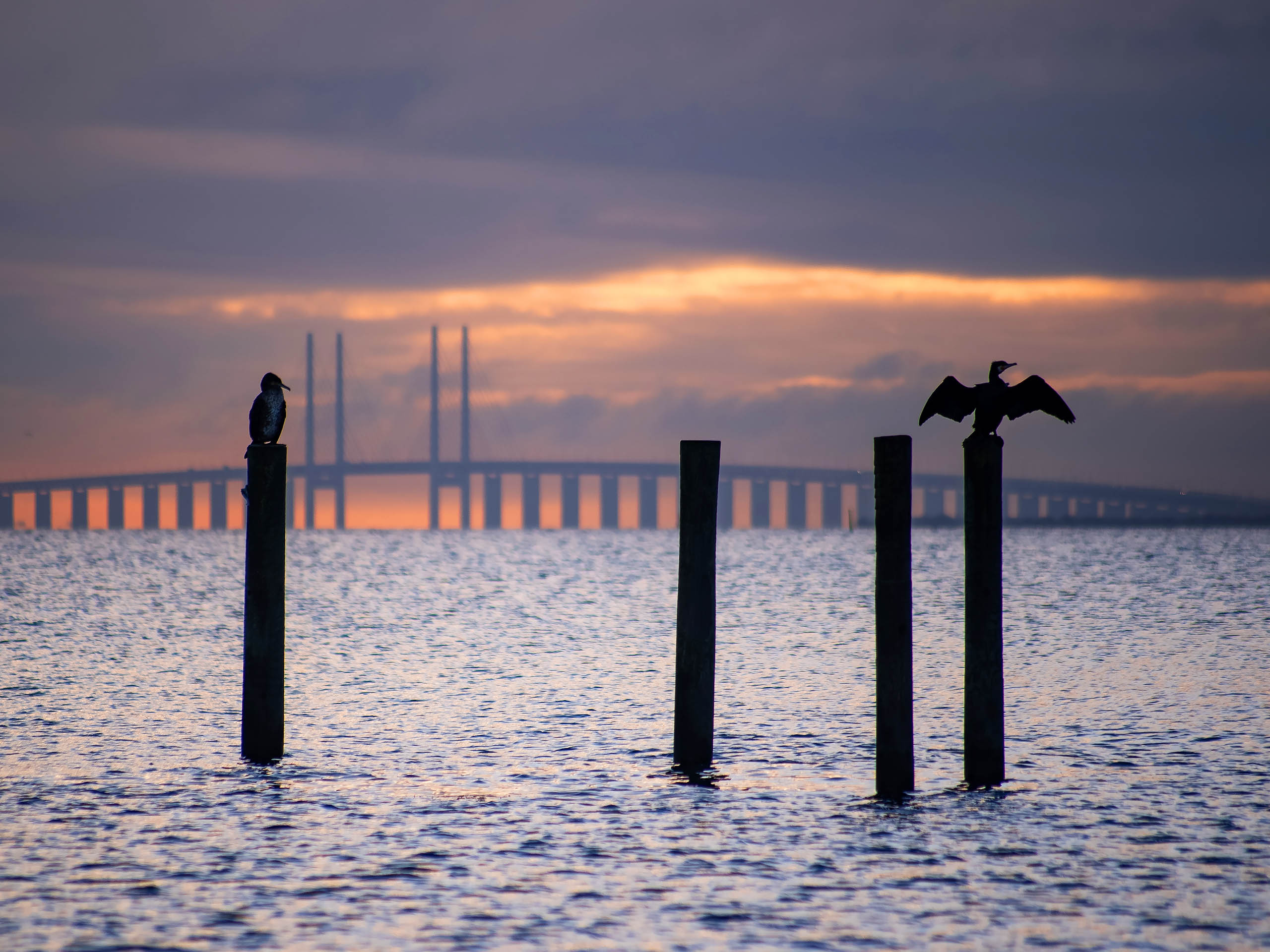 Some,Cormorant,Standing,On,Piles,And,Drying,In,The,Background