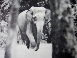 Hati-Hati - Elefant im Wald - featured