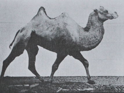 Muybridge Camel Racking