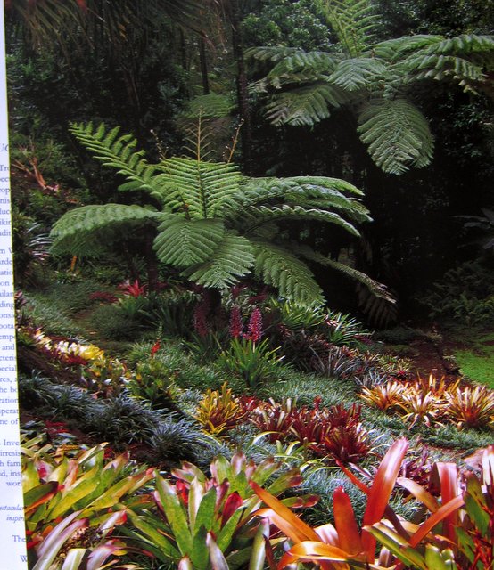 The Tropical Garden - William Warren