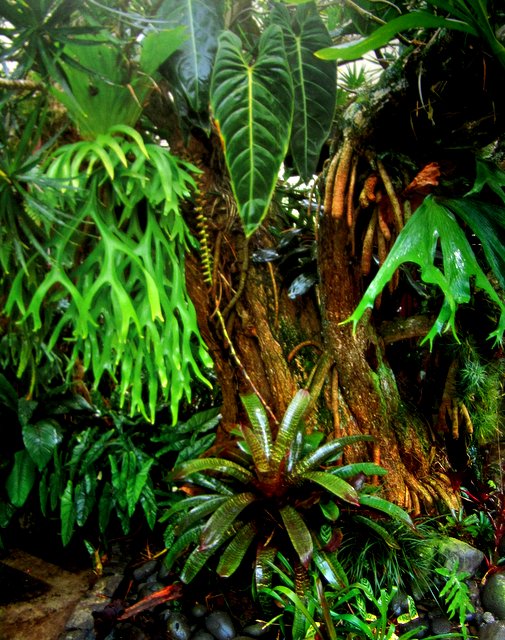 The Tropical Garden - William Warren