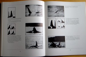 Der Geist in den Wassern - Rückenfinnen von Schwertwalen