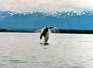 Der Geist in den Wassern - springender Buckelwal