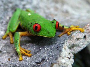 Green Frog on a piece of Maya Ceramic in El Mirador-800x600