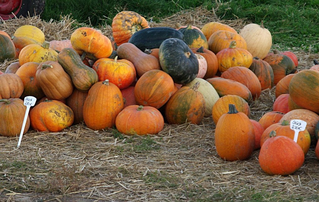 Kürbisernte im Herbst