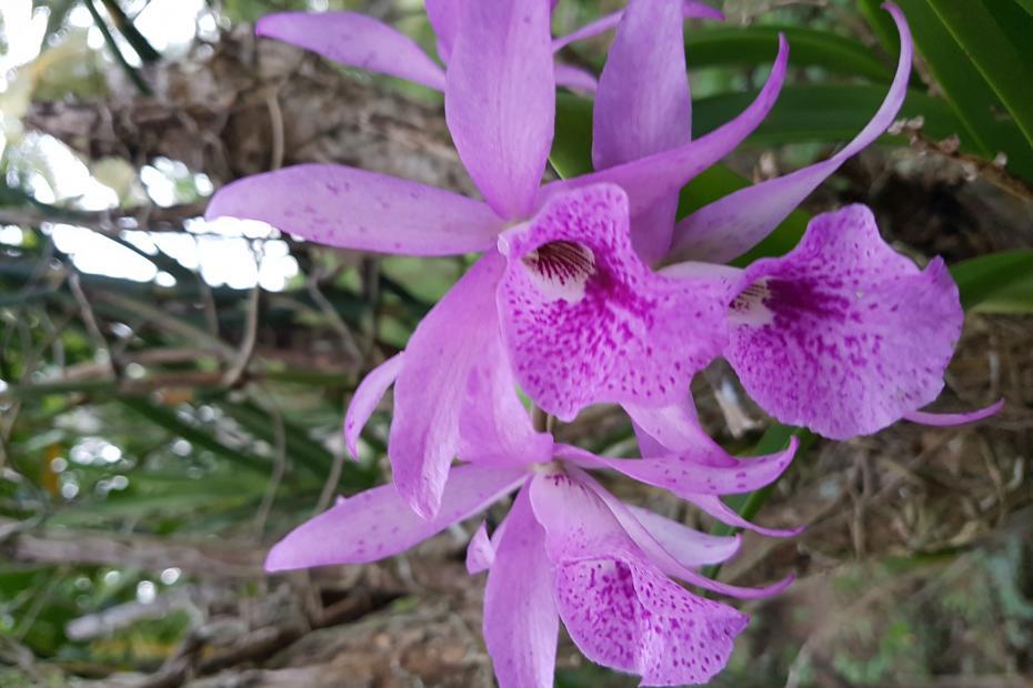 Orchidee Filipijnen
