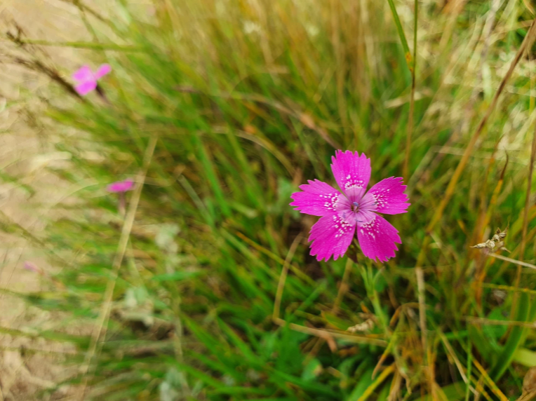 Steenanjer