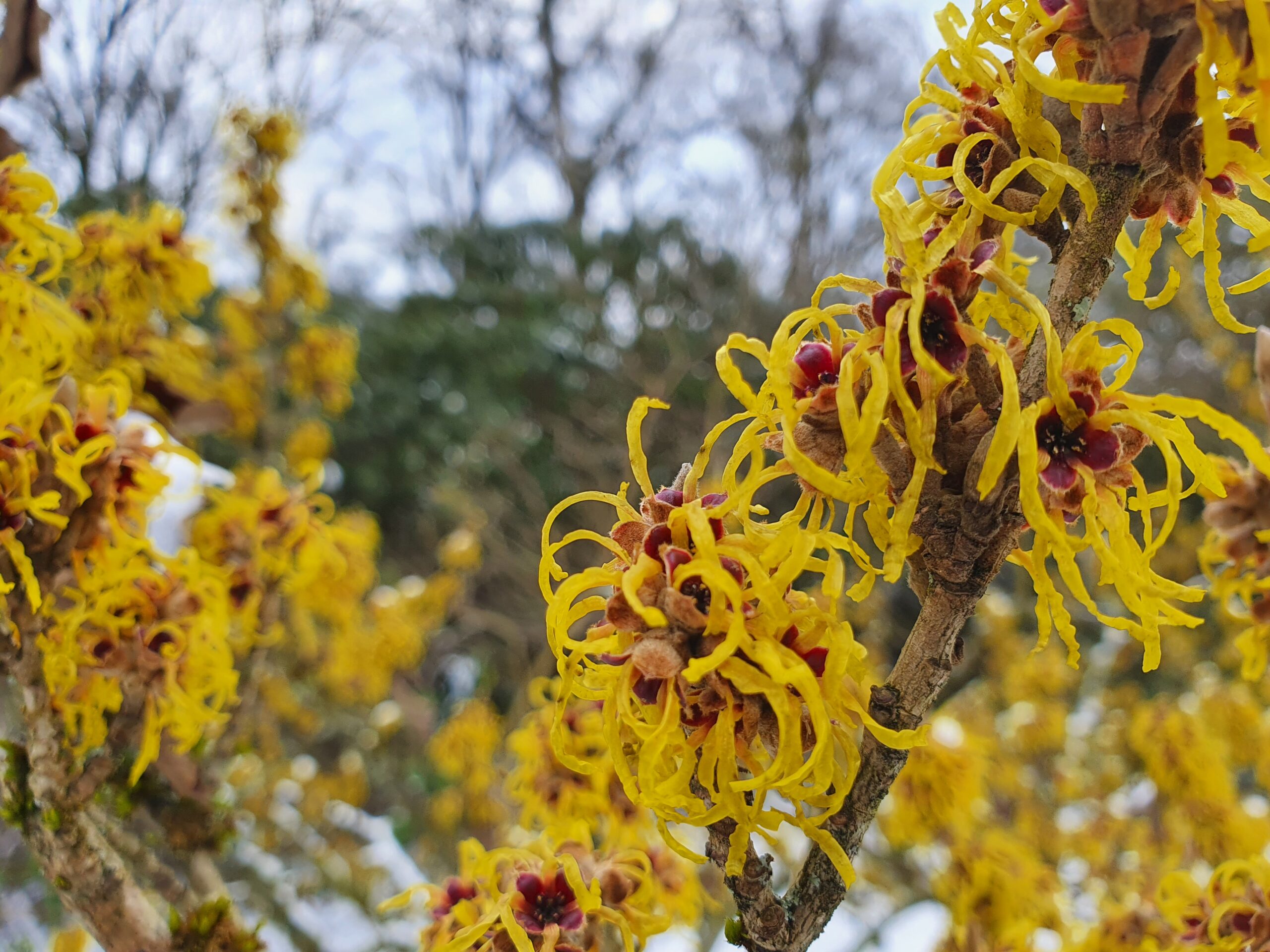 Toverhazelaar - arboretum Bokrijk 2021