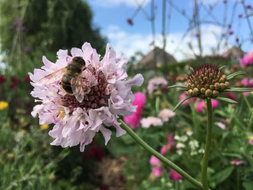 bij op bloem2