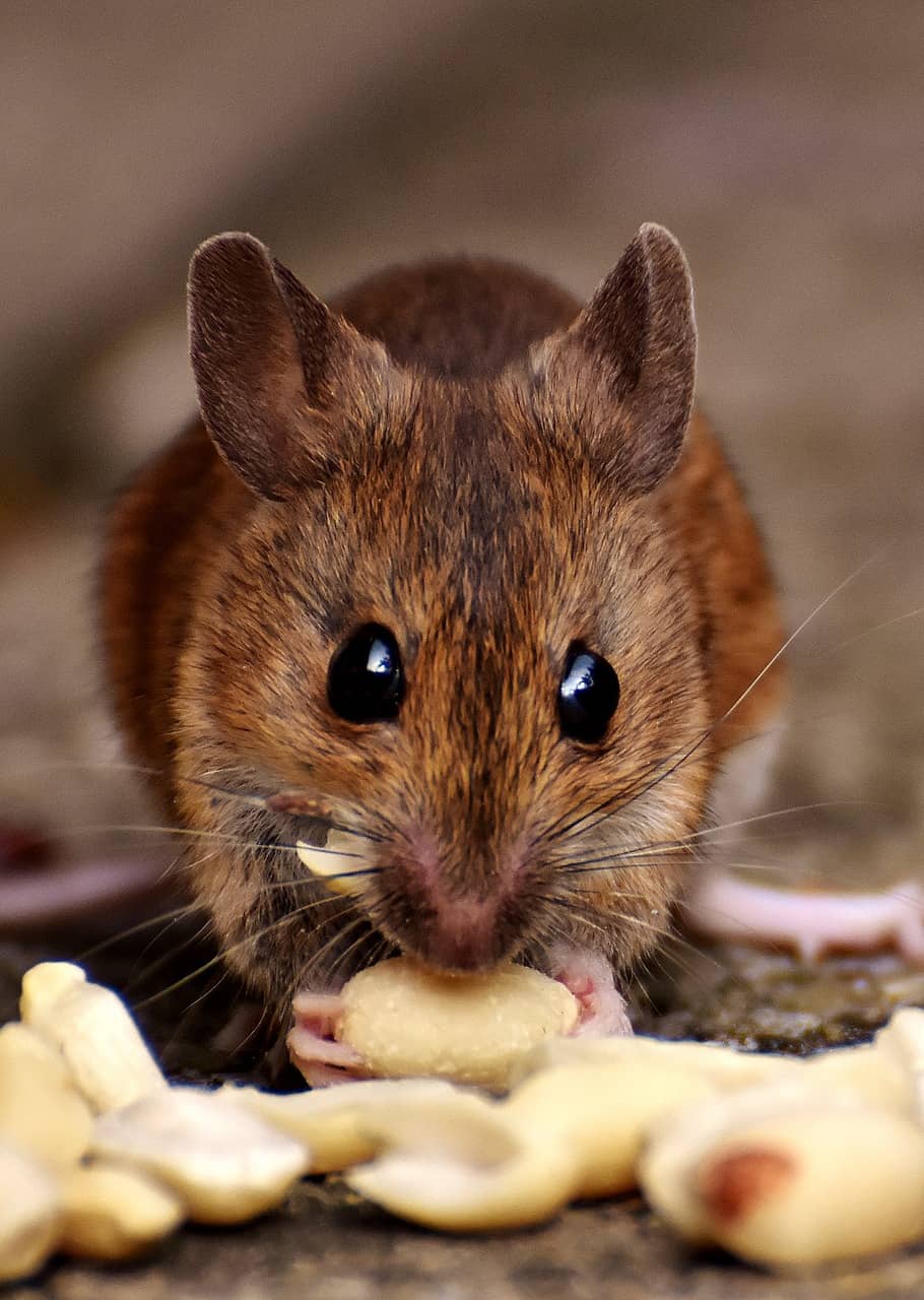pests https://usercontent.one/wp/deliongediertebestrijding.nl/wp-content/uploads/2022/03/pests-1.jpg?media=1701018303
