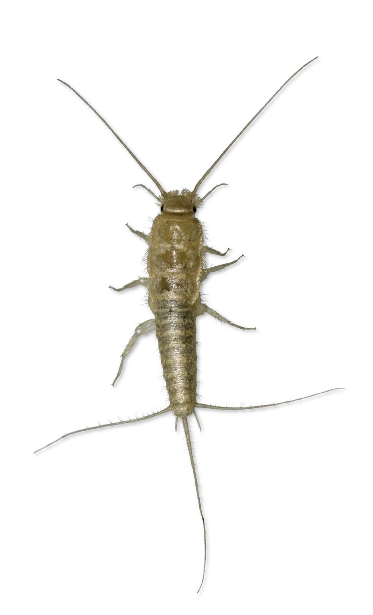silverfish Silverfish Bristletail