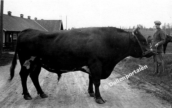 Bilden ägs av Åke Nätterö och Dellenportalen.se och får inte användas utan tillstånd