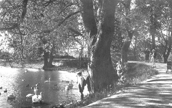 Barn studerar svanar i Pildammsparken