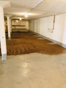 Gulvmalting hos Norsk Malt. Skikkelig håndverk