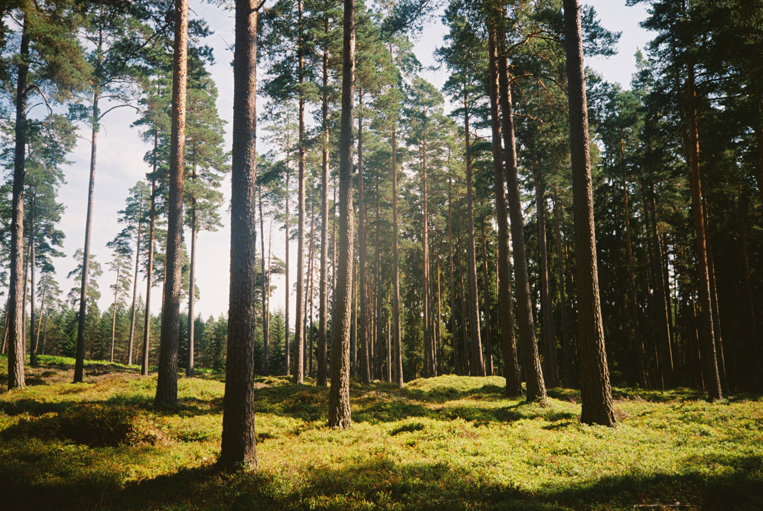 Analog - Schweden - Destination Wedding