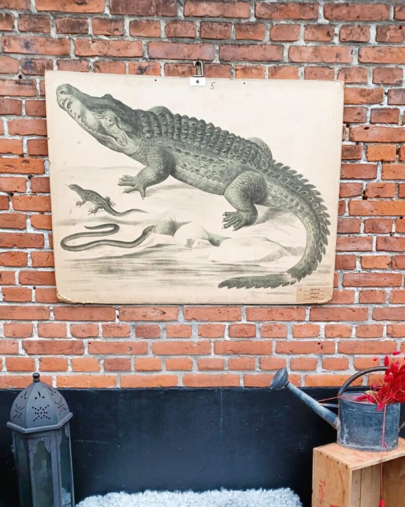 Fantastisk skoleplanche som viser krokodille, øgle og slange.
