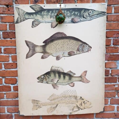 Fed skoleplanche som viser forskellige ferskvands fisk.
