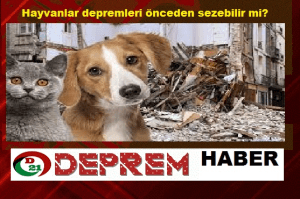 Hayvanlar-depremleri-önceden-sezebilir-mi