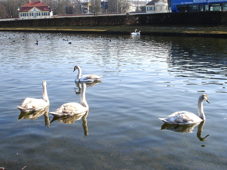 Junge Schwäne auf dem Nymphenburger Kanal