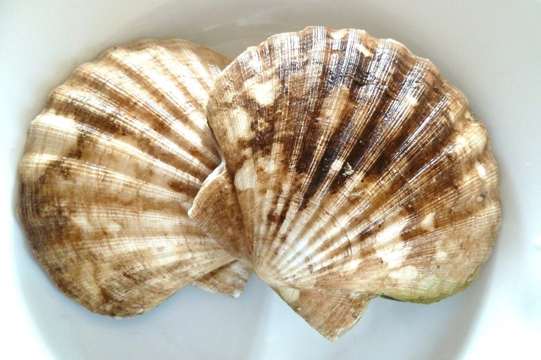 Jakobsmuschel Sashimi mit Mispelpüre, die Corail nach Olympe Versini
