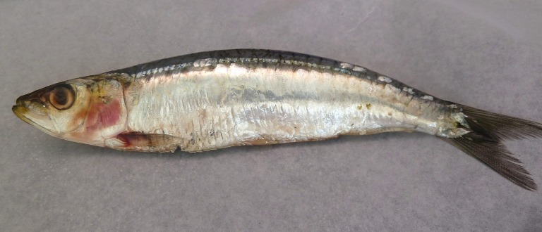 Sardine am Fischstand