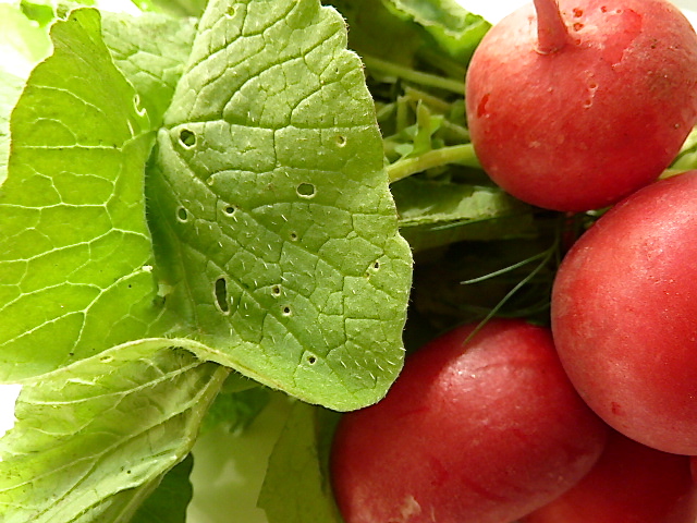 Suppe aus grünen Blättern