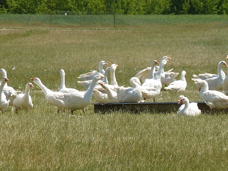 Die weiße Koludzka-Gans