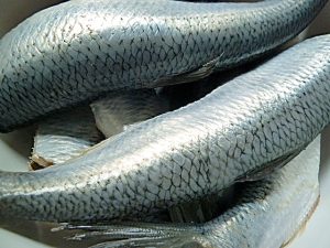 grüne Heringe waschen