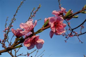 Blüten überall