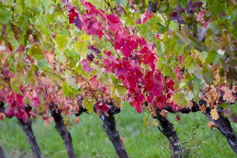 Weinreben mit Herbstlaub