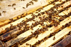 sehr aktives Bienenvolk