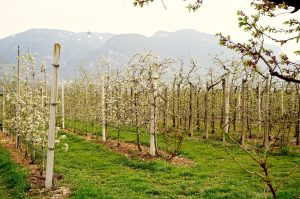 Äpfel und Birnen, frisch für den Hofladen und die verschiedenen Produkte