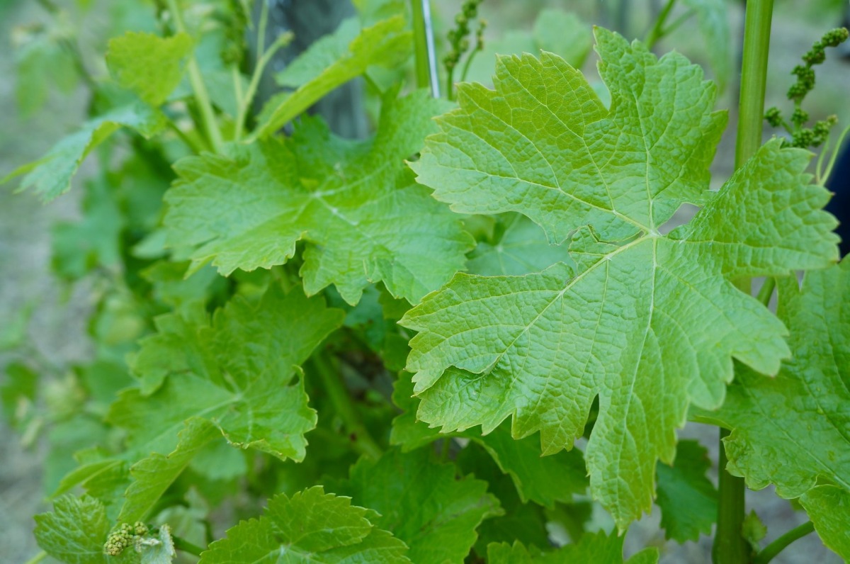 ein Besuch im Weinberg