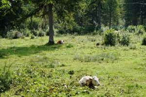 ein Idyll mit Überleitung zum nächsten Ziel: Naturkäserei